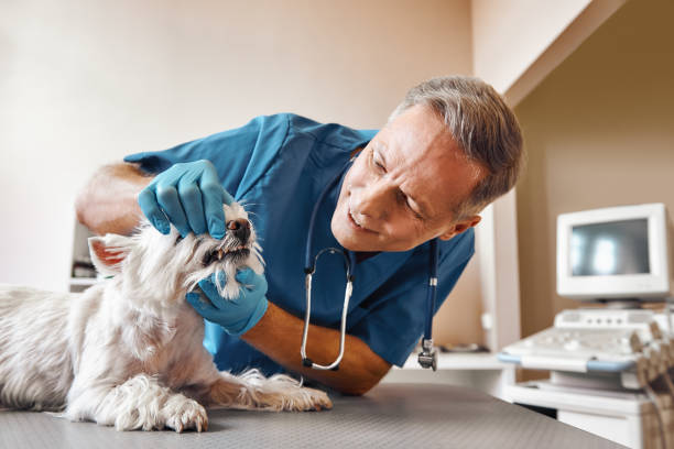 Best 24-Hour Emergency Dentist in Moorefield, WV